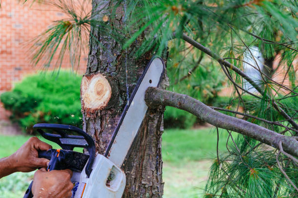 Best Tree Care Services  in Moscow, PA